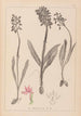 Herbier de la flore française Pl1037 - Louis Antoine Cusin — widok dzieła