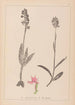 Herbier de la flore française Pl1038 - Louis Antoine Cusin — widok dzieła