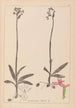 Herbier de la flore française Pl1039 - Louis Antoine Cusin — widok dzieła