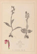 Herbier de la flore française Pl1040 - Louis Antoine Cusin — widok dzieła