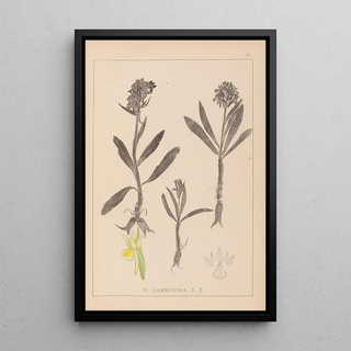 Louis Antoine Cusin - Herbier de la flore franaise Pl1041.webp
