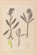 Herbier de la flore française Pl1041 - Louis Antoine Cusin — widok dzieła