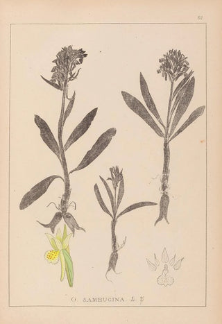 Louis Antoine Cusin - Herbier de la flore franaise Pl1041.webp