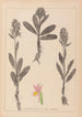 Herbier de la flore française Pl1042 - Louis Antoine Cusin — widok dzieła