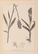 Herbier de la flore française Pl1043 - Louis Antoine Cusin — widok dzieła