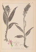 Herbier de la flore française Pl1044 - Louis Antoine Cusin — widok dzieła