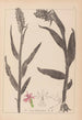 Herbier de la flore française Pl1045 - Louis Antoine Cusin — widok dzieła