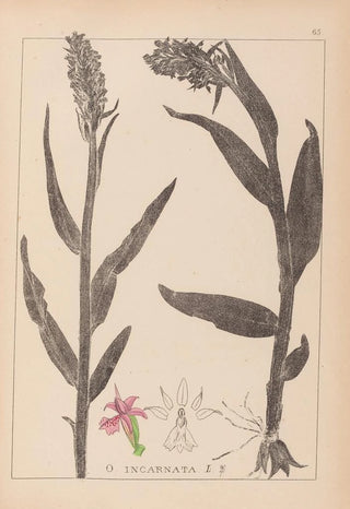 Louis Antoine Cusin - Herbier de la flore franaise Pl1045.webp