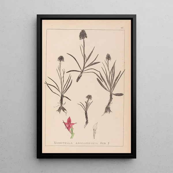 Louis Antoine Cusin - Herbier de la flore franaise Pl1046.webp