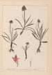 Herbier de la flore française Pl1046 - Louis Antoine Cusin — widok dzieła