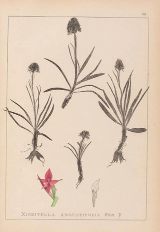 Louis Antoine Cusin - Herbier de la flore franaise Pl1046.webp