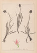 Herbier de la flore française Pl1047 - Louis Antoine Cusin — widok dzieła