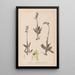 Herbarium francuskiej flory Pl1048 - Louis Antoine Cusin — oprawiony obraz na ścianie