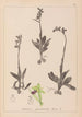Herbarium francuskiej flory Pl1048 - Louis Antoine Cusin — widok dzieła