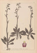 Herbier de la flore française Pl1049 - Louis Antoine Cusin — widok dzieła