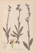 Herbier de la flore française Pl1050 - Louis Antoine Cusin — widok dzieła