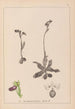 Herbier de la flore française Pl1051 - Louis Antoine Cusin — widok dzieła