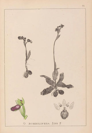 Louis Antoine Cusin - Herbier de la flore franaise Pl1051.webp