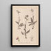 Herbarium francuskiej flory Pl1052 - Louis Antoine Cusin — oprawiony obraz na ścianie