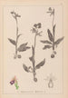 Herbarium francuskiej flory Pl1052 - Louis Antoine Cusin — widok dzieła