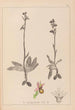Herbier de la flore française Pl1053 - Louis Antoine Cusin — widok dzieła