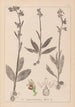 Herbier de la flore française Pl1054 - Louis Antoine Cusin — widok dzieła