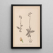 Herbier de la flore française Pl1055 - Louis Antoine Cusin — oprawiony obraz na ścianie
