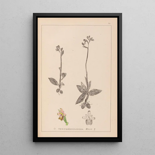 Louis Antoine Cusin - Herbier de la flore franaise Pl1055.webp