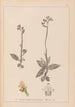Herbier de la flore française Pl1055 - Louis Antoine Cusin — widok dzieła
