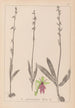 Herbier de la flore française Pl1056 - Louis Antoine Cusin — widok dzieła