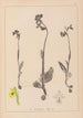 Herbier de la flore française Pl1057 - Louis Antoine Cusin — widok dzieła