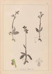 Herbier de la flore française Pl1058 - Louis Antoine Cusin — widok dzieła