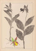 Herbier de la flore française Pl1059 - Louis Antoine Cusin — widok dzieła