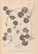 Herbier de la flore française Pl1060 - Louis Antoine Cusin — widok dzieła