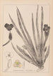 Herbier de la flore française Pl1061 - Louis Antoine Cusin — widok dzieła