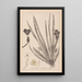 Herbier de la flore française Pl1061 - Louis Antoine Cusin — oprawiony obraz na ścianie