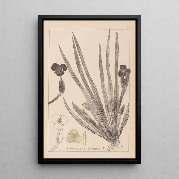 Louis Antoine Cusin - Herbier de la flore franaise Pl1061.webp