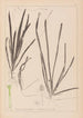 Herbier de la flore française Pl1062 - Louis Antoine Cusin — widok dzieła