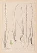 Herbier de la flore française Pl1064 - Louis Antoine Cusin — widok dzieła