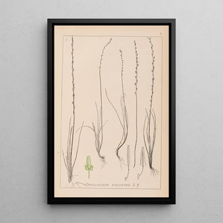 Louis Antoine Cusin - Herbier de la flore franaise Pl1064.webp