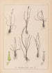 Herbier de la flore française Pl1065 - Louis Antoine Cusin — widok dzieła