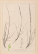 Herbarium francuskiej flory Pl1066 - Louis Antoine Cusin — widok dzieła