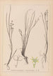 Herbier de la flore française Pl1067 - Louis Antoine Cusin — widok dzieła