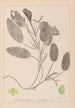 Herbier de la flore française Pl1068 - Louis Antoine Cusin — widok dzieła