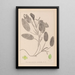 Herbier de la flore française Pl1068 - Louis Antoine Cusin — oprawiony obraz na ścianie