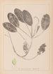 Herbier de la flore française Pl1069 - Louis Antoine Cusin — widok dzieła