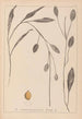 Herbier de la flore française Pl1070 - Louis Antoine Cusin — widok dzieła