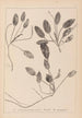 Herbier de la flore française Pl1071 - Louis Antoine Cusin — widok dzieła