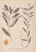 Herbier de la flore française Pl1072 - Louis Antoine Cusin — widok dzieła