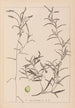 Herbier de la flore française Pl1073 - Louis Antoine Cusin — widok dzieła